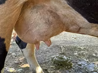 Kuh, Holstein-Rasse — Foto 7