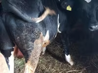 Toro, Raza Holstein — foto 2