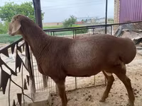 मेढ़ा, भेड़ — फ़ोटो 3