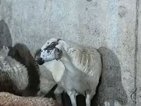 Sheep, Sheep — photo 2