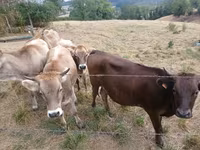 Cow, Cattle — photo 2
