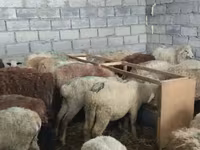 母羊, Sheep — 照片 7