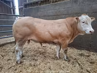 Byk, Blonde d’Aquitane cattle — zdjęcie 4