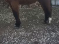 Koń, Konie — zdjęcie 1