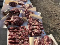 公羊, Sheep — 照片 5