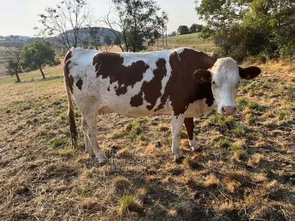 Cow, Montbéliarde — United Kingdom