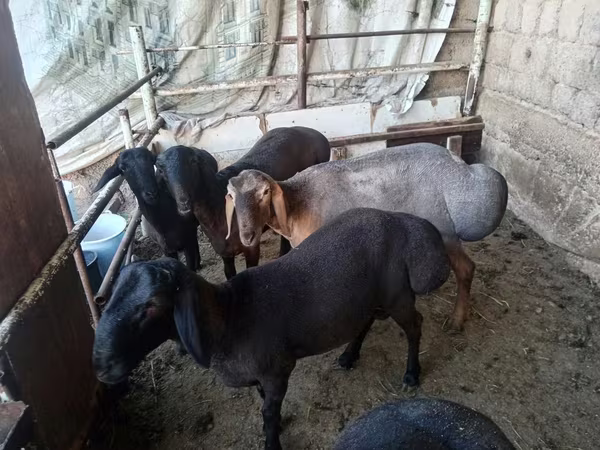 公羊, Rhon sheep