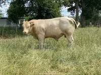 Bull, Charolais cattle — photo 3