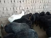 公羊, Rhon sheep — 照片 3