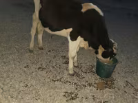 公牛, Swiss cattle — 照片 4