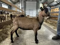 बकरा, Alpine goat — फ़ोटो 2