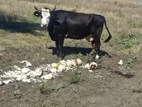 Krowa, Bydło — zdjęcie 1