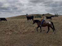 Caballo, Horses of Sable Island — foto 6