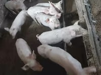 Sow, Pigs — photo 4