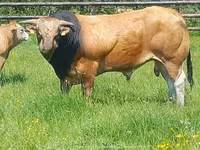公牛, Partenaise cattle — 照片 4