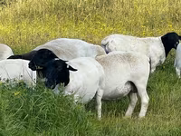 公羊, Dorper sheep — 照片 2