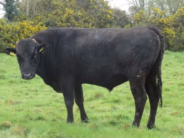 Bull, Wagyu — United Kingdom