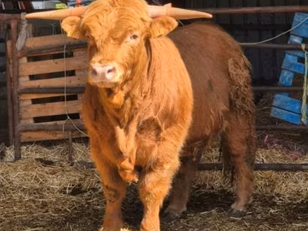 Bull, Highland — United Kingdom