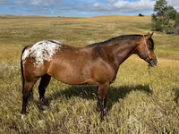 Caballo, Horses of Sable Island — foto 1