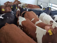 Bull, Cattle — photo 2