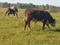 ثور, Yaroslavl cattle — الصورة 4