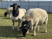 母羊, Dorper sheep — 照片 1