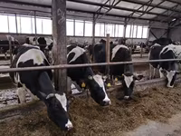 Kuh, Holstein-Rasse — Foto 7