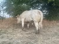 Bull, Charolais cattle — photo 6