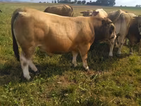 Bull, Aubrac cattle — photo 5