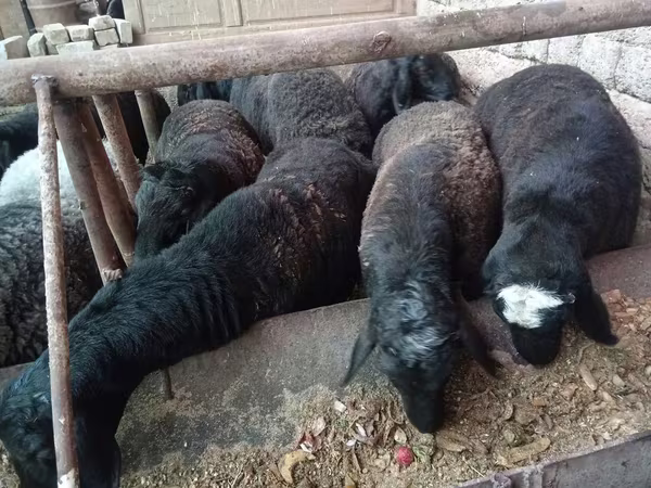 公羊, Rhon sheep
