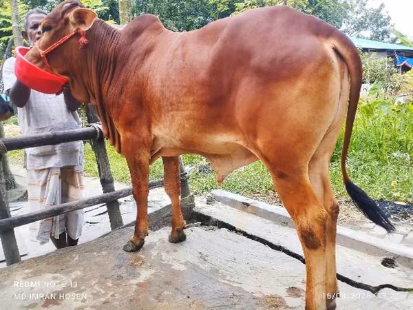 母牛, Cattle