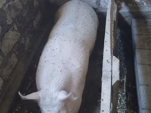 公猪, Pigs