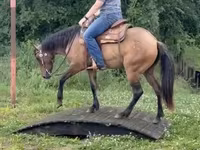 घोड़ी, Quarter Horse — फ़ोटो 8