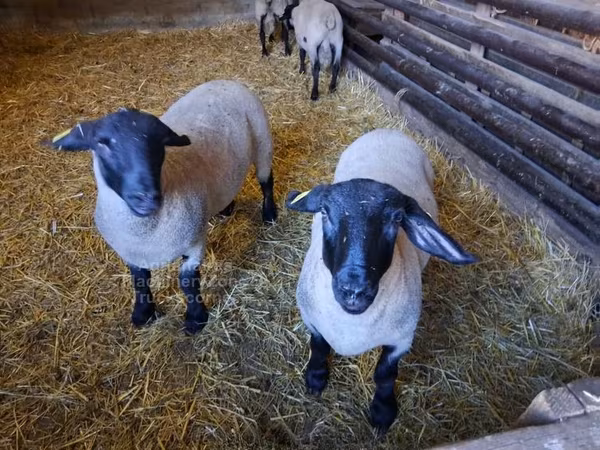 Sheep, White Suffolk sheep — United Kingdom