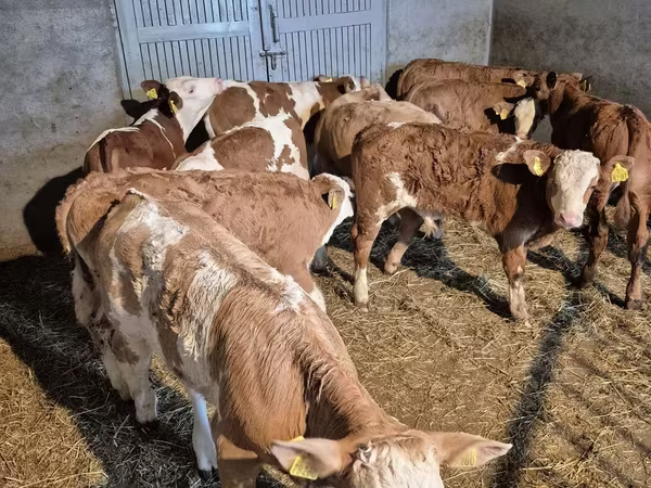 Bull, Simmental cattle