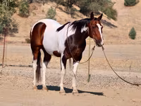 Koń, National Show Horse — zdjęcie 2