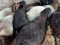 公羊, Sheep — 照片 3