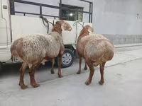 公羊, Sheep — 照片 4