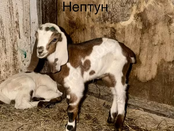 تيس, Kamori goats