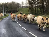 Cow, Aubrac cattle — photo 4