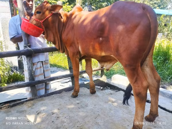 公牛, Cattle