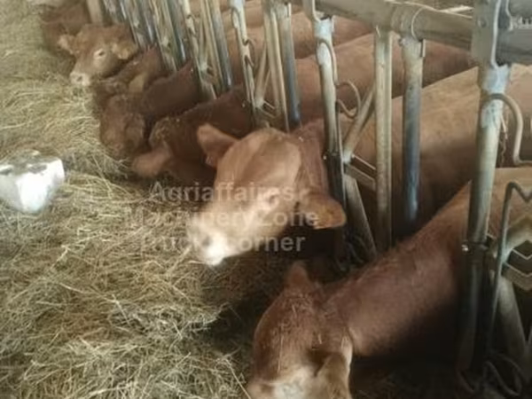 Bull, Limousin cow — United Kingdom