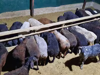 Ram, Sheep — photo 4