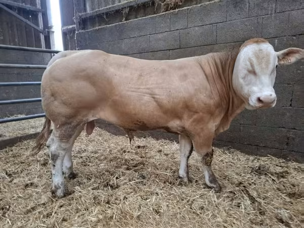 Byk, Blonde d’Aquitane cattle