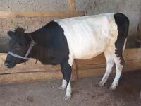 Vaca, Ganado vacuno — foto 4