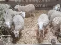 Sheep, Sheep — photo 4