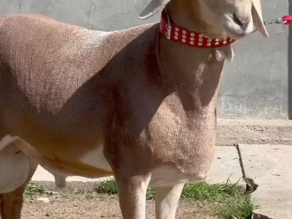 公羊, Sheep