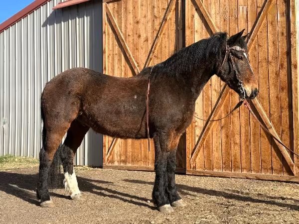Horse (M), Mustang