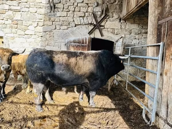Cow, Aubrac cattle — United Kingdom