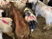 Bull, Cattle — photo 3